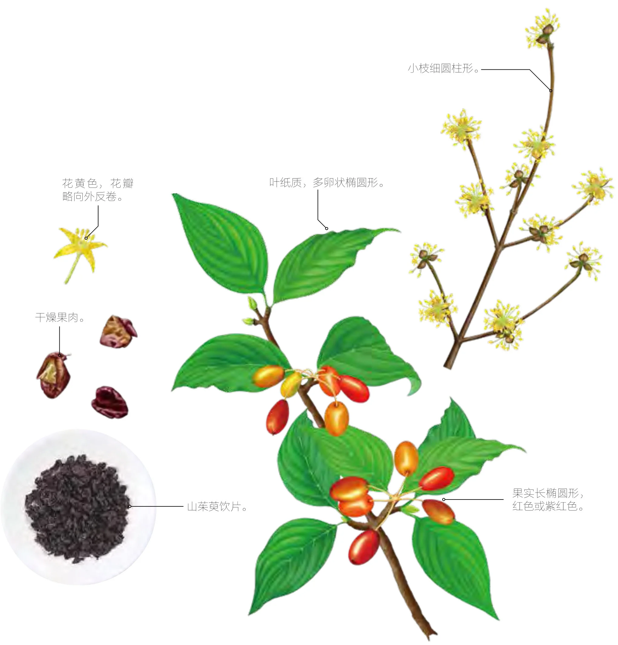 山茱萸