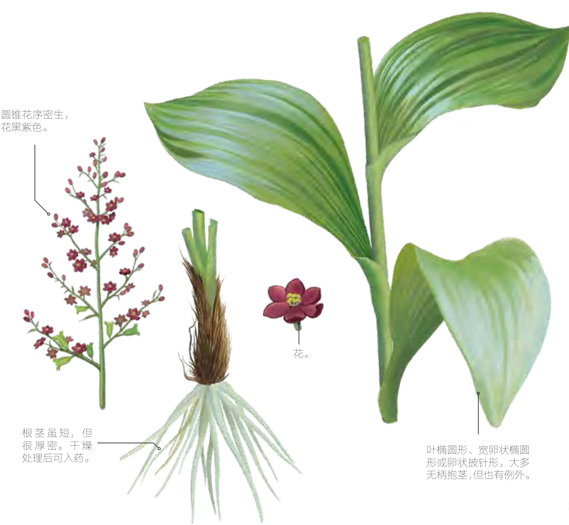 藜芦