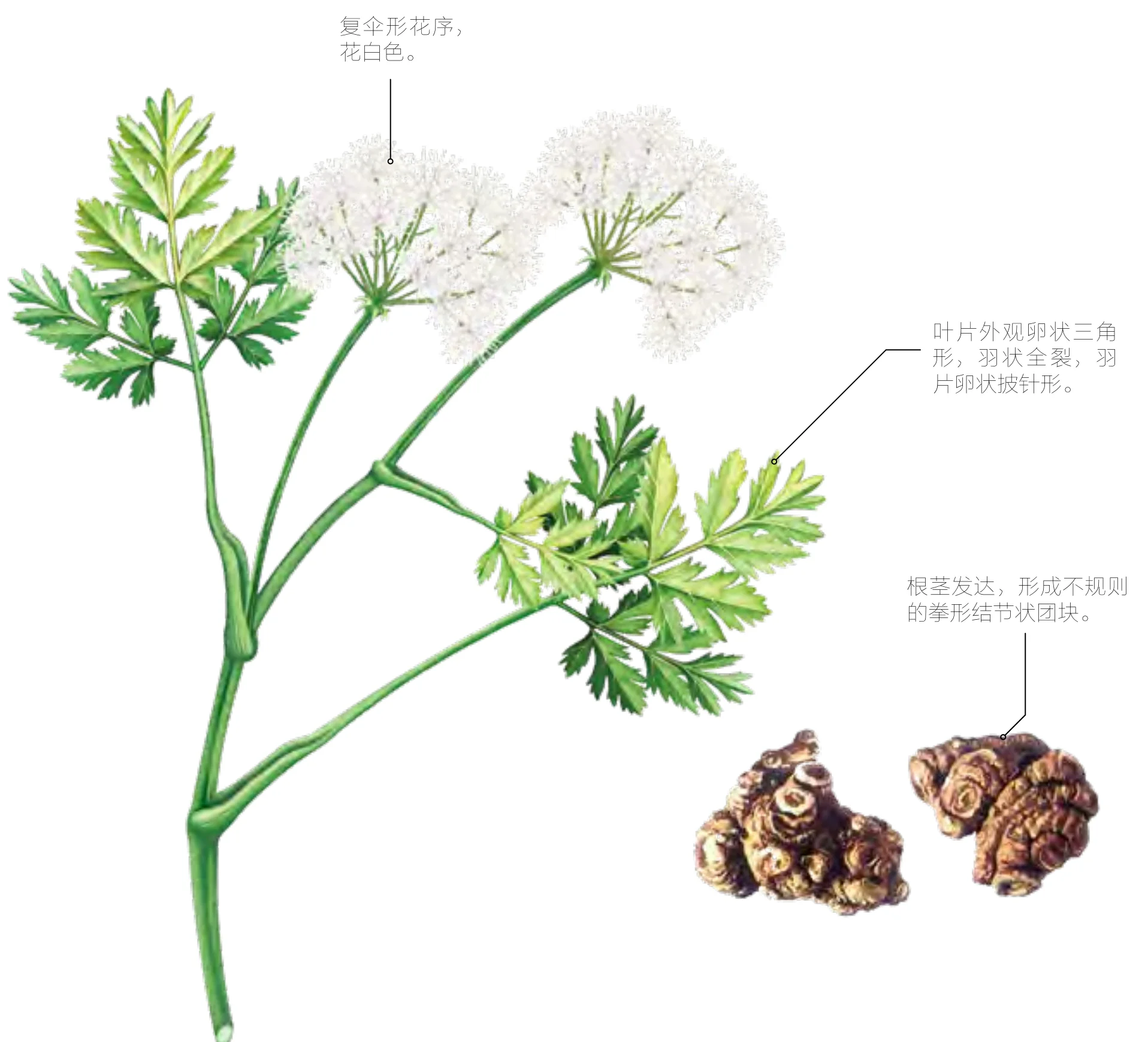 川芎
